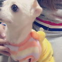 スムースチワワ☆