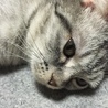 ぽかぽかカーペットが好きニャ
