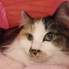 綺麗な長毛三毛猫女の子！ サムネイル4