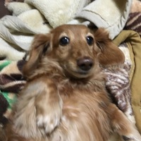 くるみ