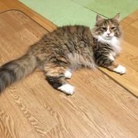 モリ=サン・ミシェル