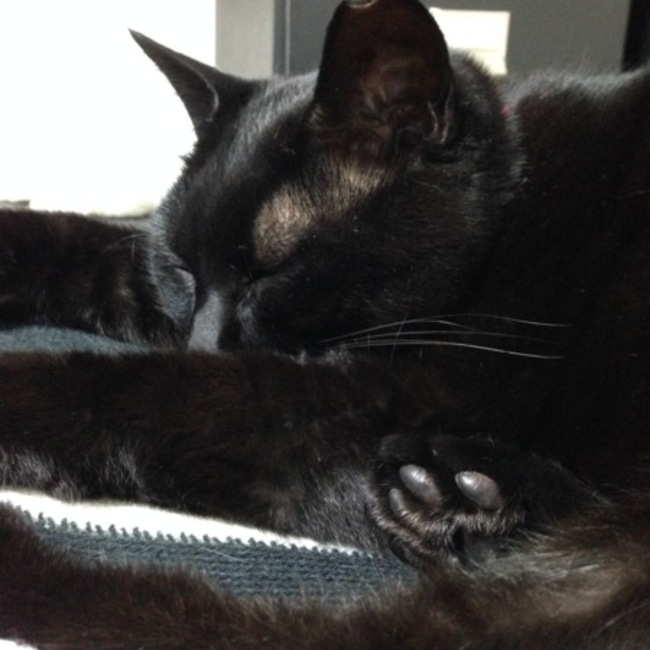 classiqueのカバー写真