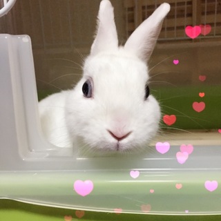 おとなしくて、撫でられたのは好きな子