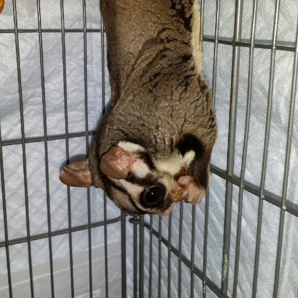 びびのカバー写真