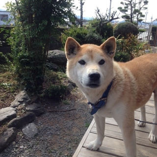 とっても優しい！純血の柴犬です