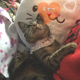 この子の家族になって下さい。