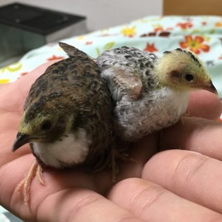 元旦生まれのヒメウズラ 里親募集！