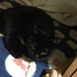 「捨て猫クロちゃん改め、りんちゃん！」サムネイル2