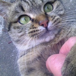 「捨て猫クロちゃん改め、りんちゃん！」サムネイル3