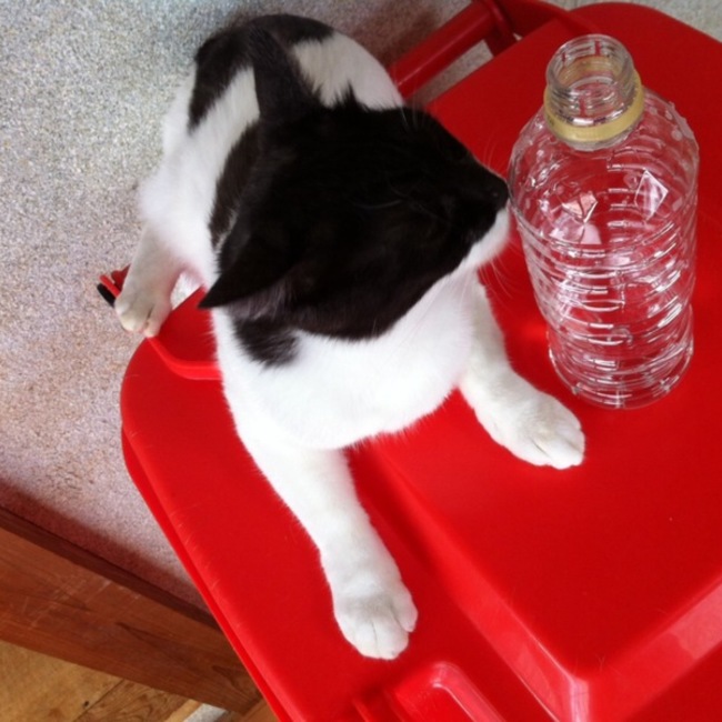 ちーちゃん0916のカバー写真