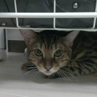 血統書付ベンガルちゃん