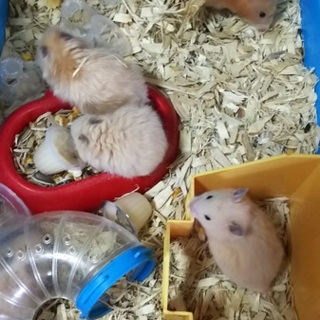 キンクマハムスター（12月生まれ）