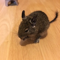 ぺっぱー