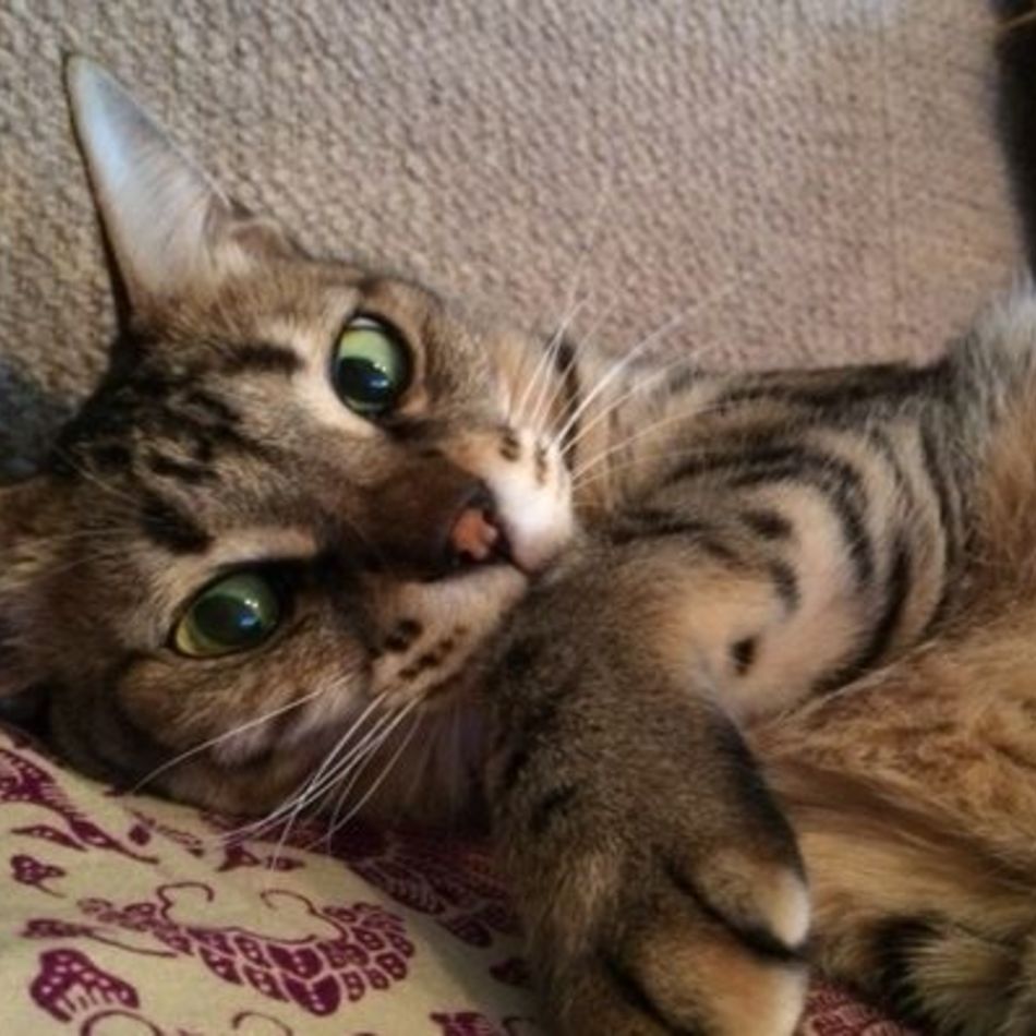 サラのカバー写真