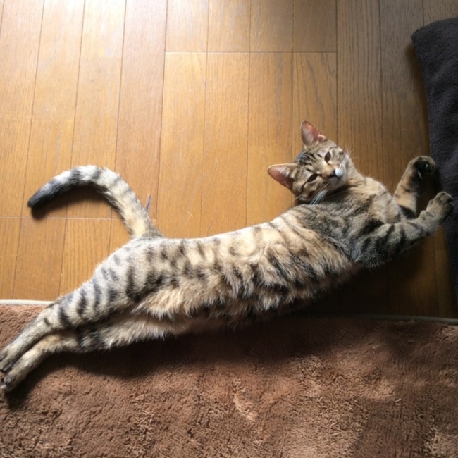 Baggiobaggioのカバー写真