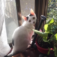 はちこ  はっちゃん
