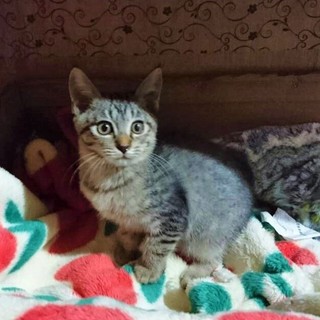 ３ヶ月★女の子★やんちゃな甘えん坊