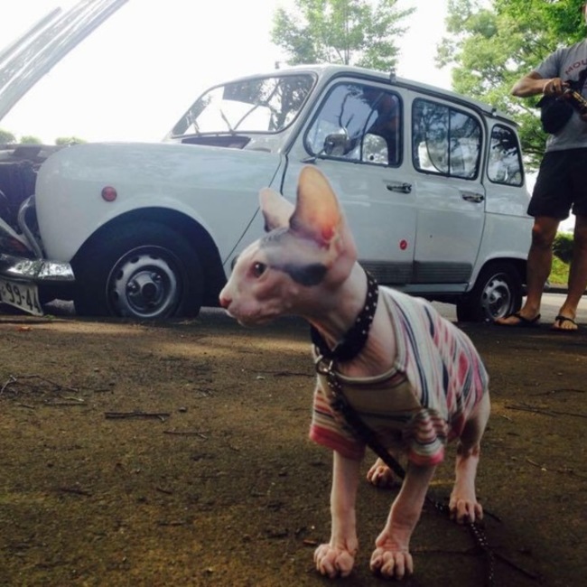 Mollsuke のカバー写真