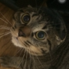 やすあきら