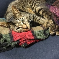 アル