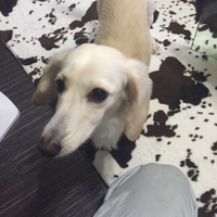 ノア