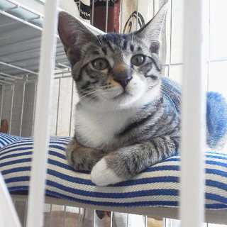 ありがとうございました！優しい里親様が決まりました