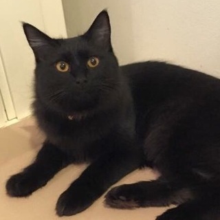 ビビちゃん