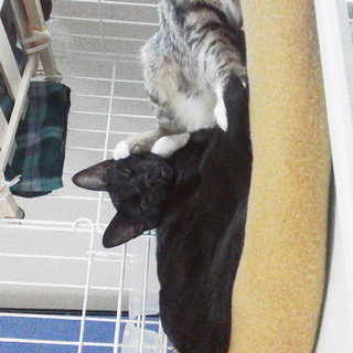 ありがとうございました！優しい里親様が決まりました