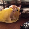 の写真