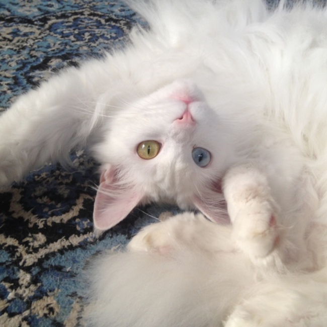 ティンガーラのカバー写真