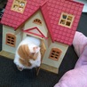 シルバニアのお家が襲われました（笑）