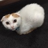 フウ太