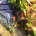 熱帯魚数種類引き取り募集(._.)