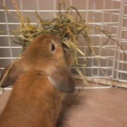 牧草むしゃむしゃ！