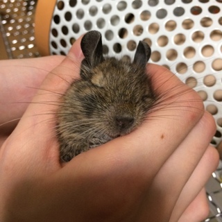 デグー里親募集