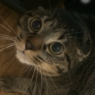 （急募！）子猫のキジトラ！雄です！