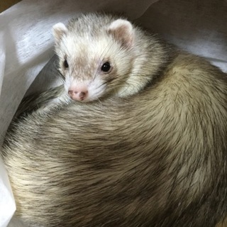 可愛がって頂ける方に