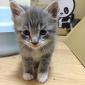 サバシロ！男の子＊生後1ヶ月程