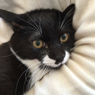 ”ぷくぷく”な体型が堪らなくカワイイ、黒シロ坊や♪