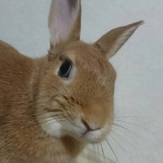 ミニウサギ里親募集