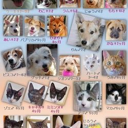 ティアハイムオープンシェルター里親会 サムネイル1