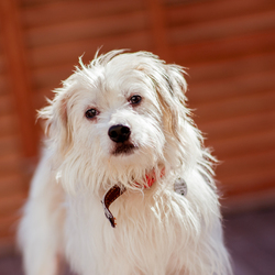 ティアハイムオープンシェルター里親会 サムネイル3