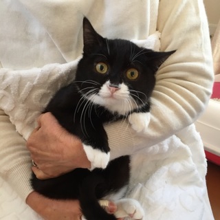 タキシード柄バッチリ！、すべて”まるまる”癒し系♪