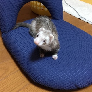 可愛がって頂ける方に