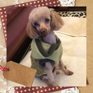 トイプードルのマリオ君4歳の小振りな可愛い子です