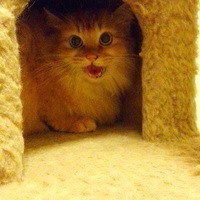 リオ（旧：チョコ）