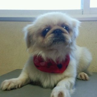 ペキニーズの里親募集します。