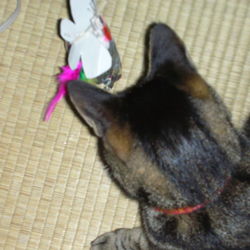 セコイ飼い主で( TДT)ｺﾞﾒﾝﾖｰ