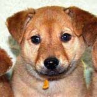 どんくさいおっとり大きめ　きーくん(動画あり）