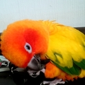 コガネメキシコインコ♂♀